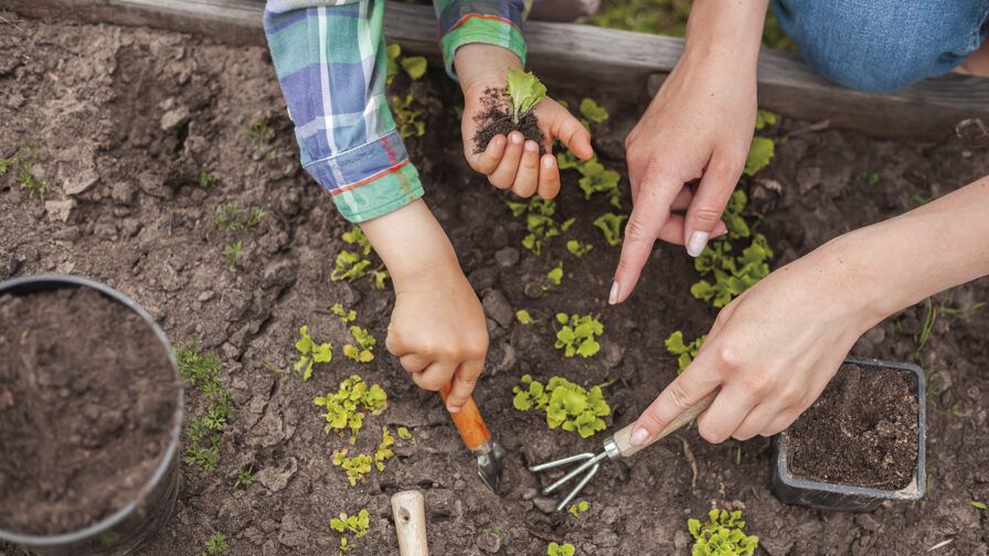 Child and mother gardening in vegetable garden in backyard