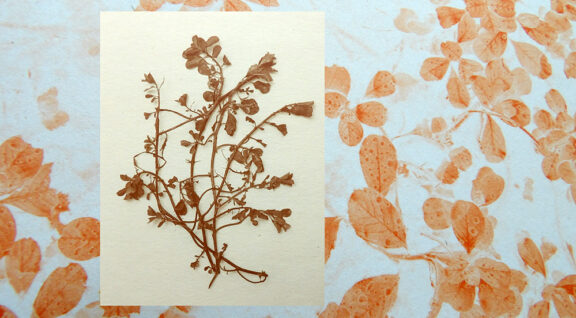 Kodak digital still camera